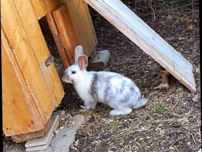Bild 3:Zwergkaninchen Mädels