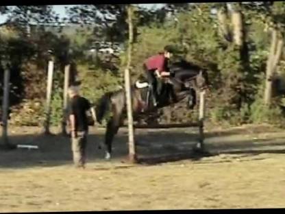 Bild 7:Reitbeteiligung, Pflegebeteiligung, Pferd