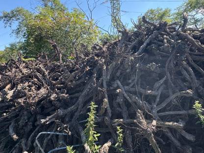 Bild 2:Weingarten-Stöcke zu verschenken