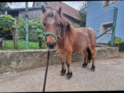 Bild 5:Pony Stute