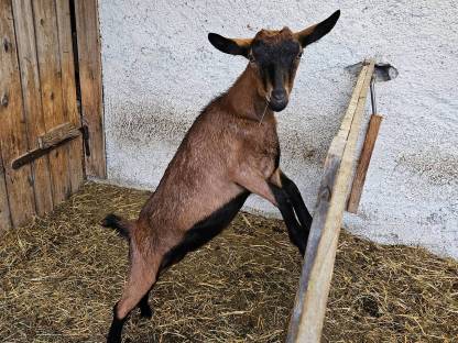 Bild 6:Bio-Milchziegen und Bio-Ziegenkitze weiblich