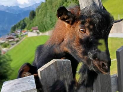 Zwergziegenbock