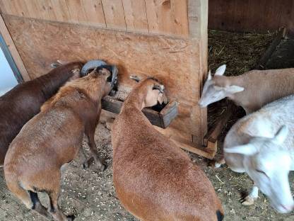 Bild 7:Kamerunschafe