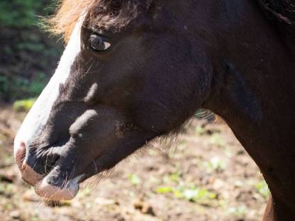 Bild 2:Welsh A Jährlingshengst