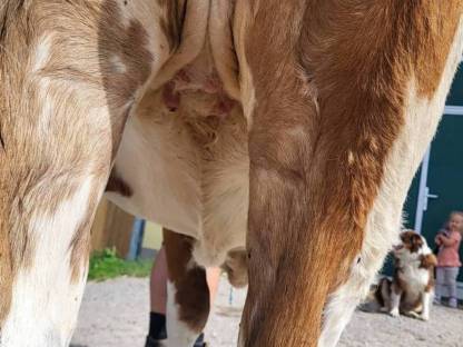 Bild 3:Fleckvieh-Kalbin