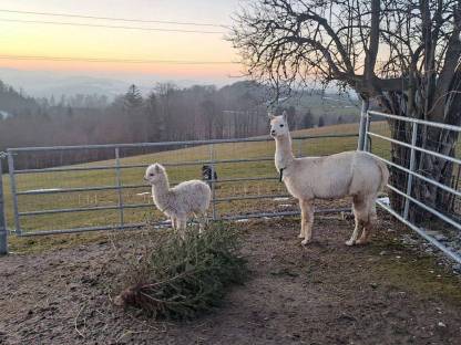Bild 2:2 Alpakastuten zu verkaufen