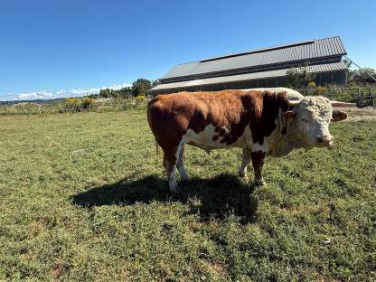 Bild 4:Bio Ennstaler Bergschecken Stier