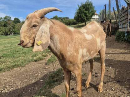 Bild 3:Anglonubierbock und Scheckenkitze