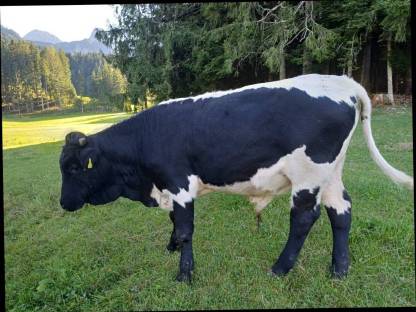 Bild 3:Pinzgauer Sprungstier