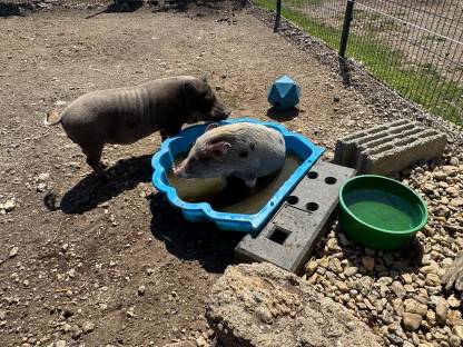 Bild 3:Microschwein/Minischwein