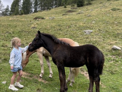 Bild 7:Noriker Rappstutfohlen ohne Abzeichen