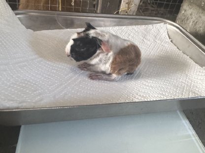 Bild 3:Meerschweinchen Peruaner Babys