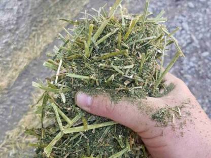 Bild 2:Klee, Heu und Silomais