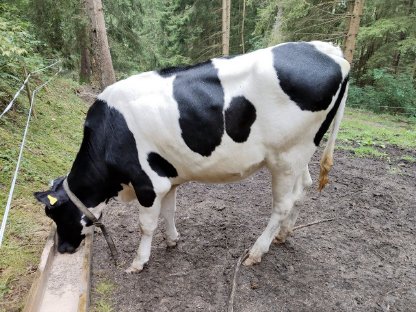 Bild 3:Jungkalbin zu verkaufen