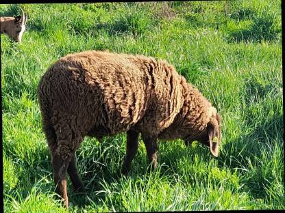 Bergschaf Jungwidder