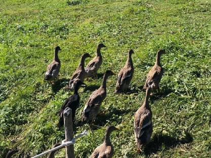 Enten, Laufenten