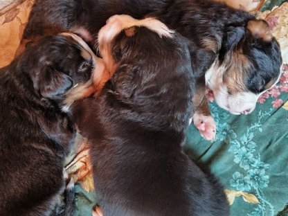 Bild 2:Reinrassige Berner Sennenhund Welpen zu verkaufen!