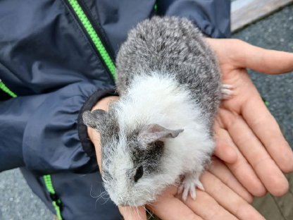 Bild 3:US-Teddy Meerschweinchen