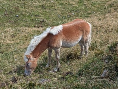 2 schöne Haflinger-Stutfohlen suchen ein neues Zuhause