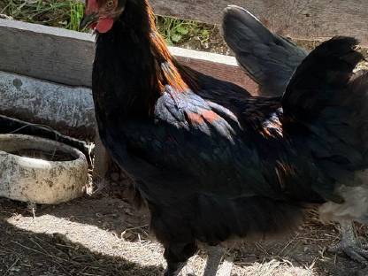 Bild 5:Reinrassige Olivleger-Hähne