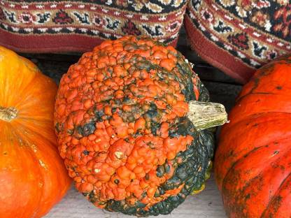 Bild 4:Zier- und Speisekürbisse zu verkaufen