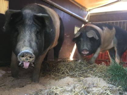 Bild 3:Schwäbisch Hall x Duroc Ferkel, Iberico-Schw.-Hall x Duroc