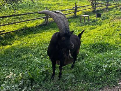 Bild 2:Aosta Ziege und Böcke