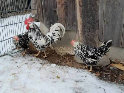 Bild 4:Leghorn Exchequer