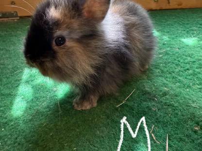 Bild 5:Löwenkopf Hasen