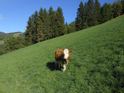 Bild 3:Verkaufe trächtige FV Kuh