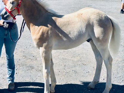 Bild 3:Tiroler Haflingerhengstfohlen nach Weltsiegerhengst Stainz