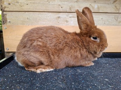 Bild 5:Rote Neuseeländer Zuchthäsin