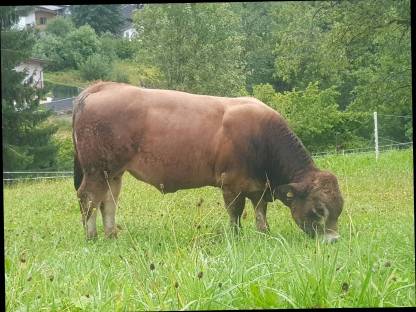 Bild 4:Aubrac Jungstiere