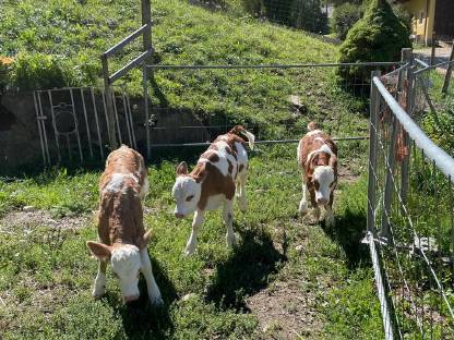 Bild 3:Bio-Stierkälber