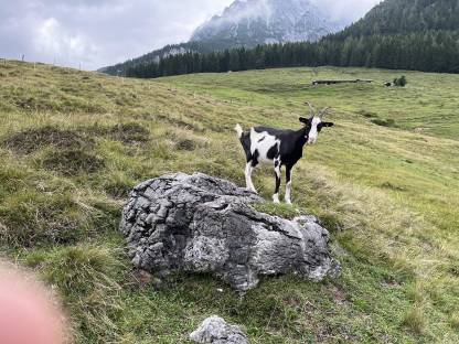 2a Tauernschecken Zieger