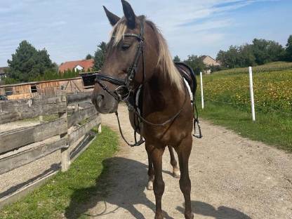 Bild 2:Bildhübsches Verlasspferd