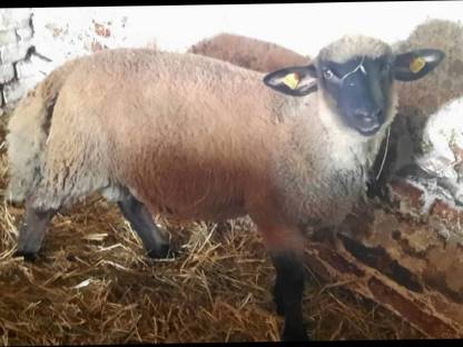 Bild 2:Schwarzkopf- Schafwidder