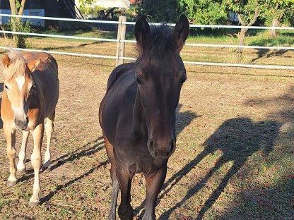 Bild 3:Warmblut Stutfohlen