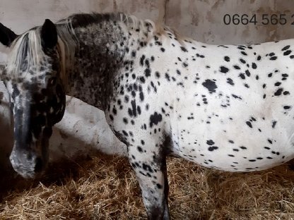 Bild 2:Noriker-Tiger-Zuchtstute