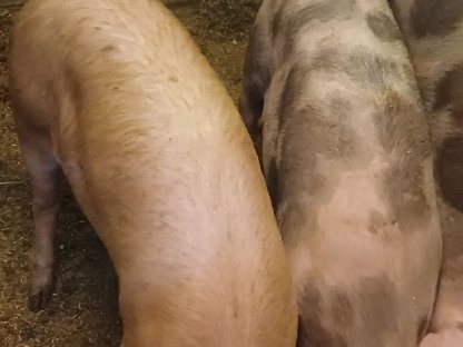 Bild 4:Fresser zu verkaufen