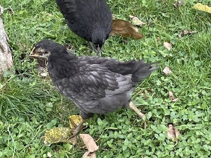 Ameraucana/Barnevelder Paar