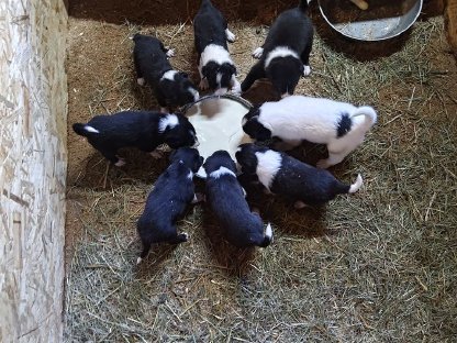 Bild 2:Border-Spitz-Collie-Mischlinge