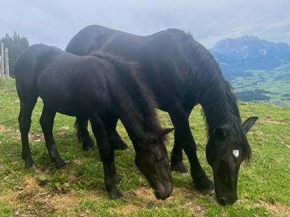 Bild 4:Norikerstutfohlen