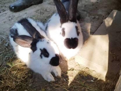 Deutsche Riesen Hasen