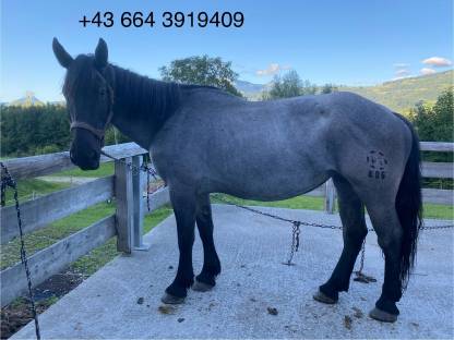 Bild 7:Noriker Hengstfohlen Rappe