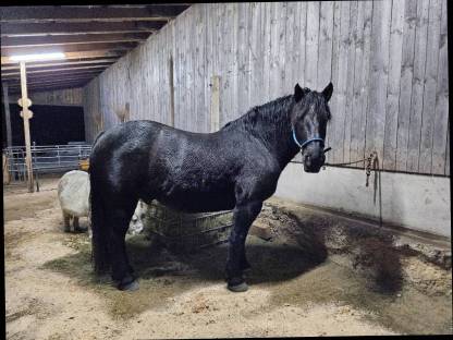 Bild 4:Norikerpärchen