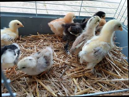 Bild 2:Buntleger Mixküken