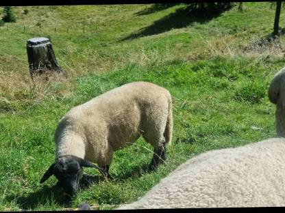 Bild 6:3 Suffolk Jungwidder