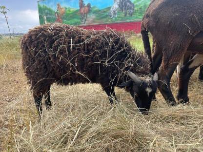 Bild 5:Bio Zwergschaf-Jungs