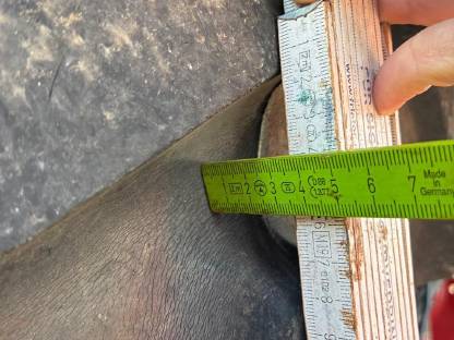 Bild 6:Reifen R38 Pirelli TM 700